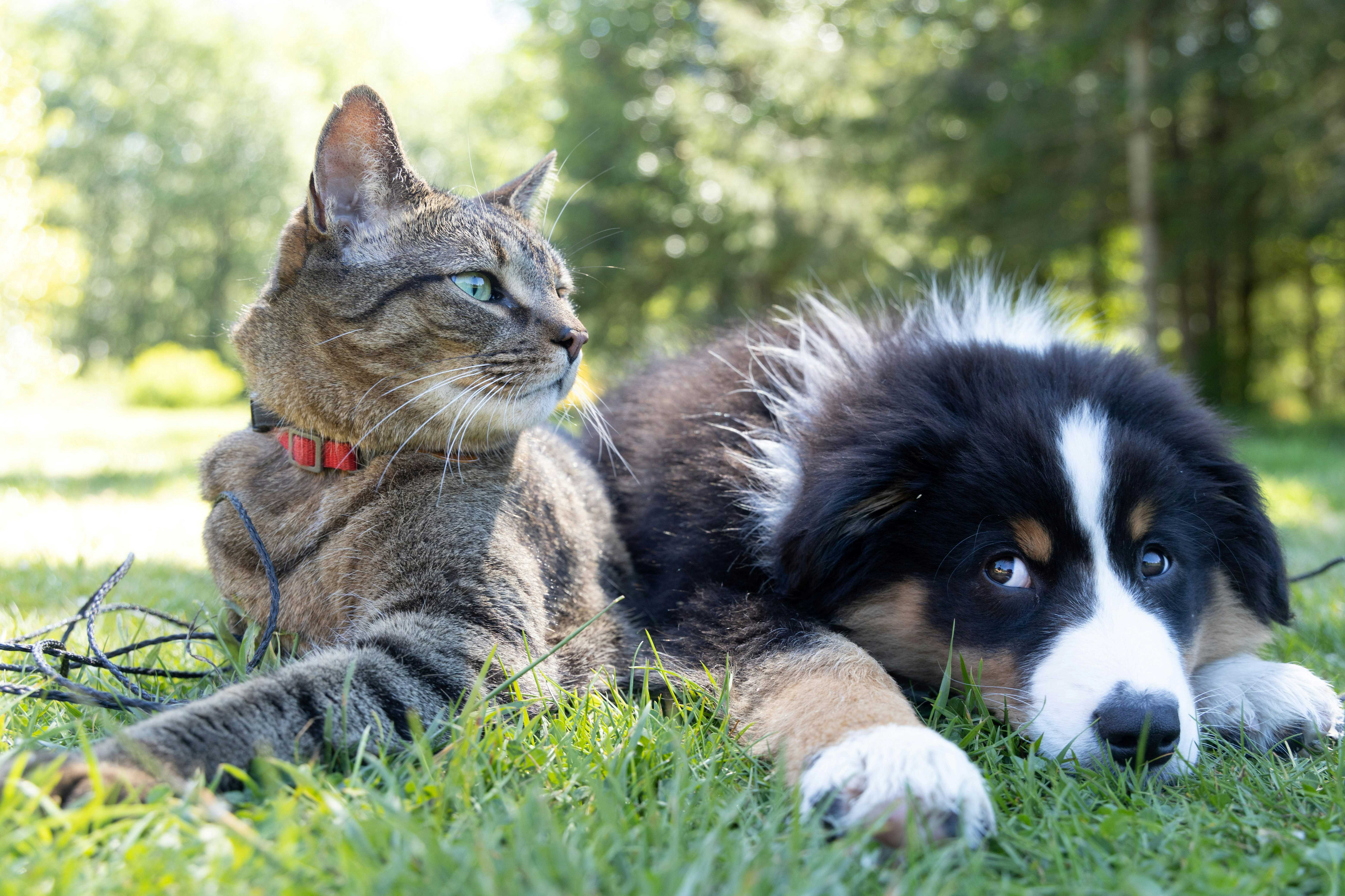 photo of dogs