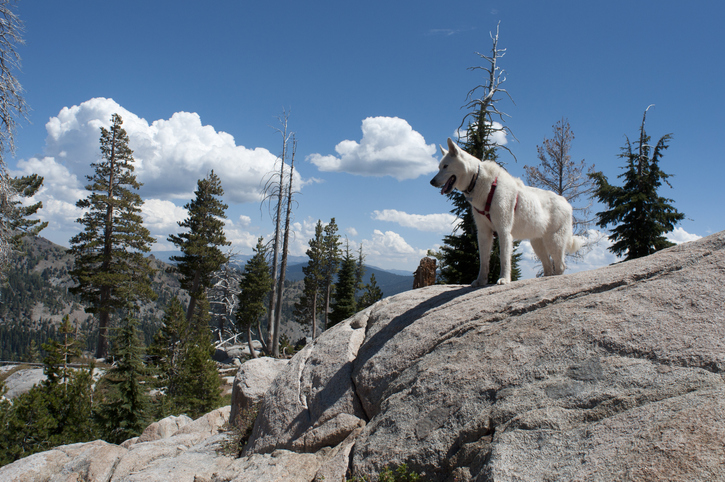 photo of dog hiking in lake tahoe