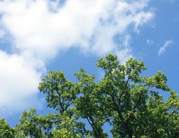 view of the trees from underneath blue sky above