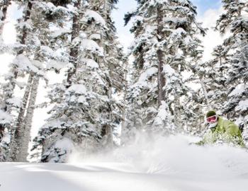 fresh snow on tree branches with skier coming down the mountain