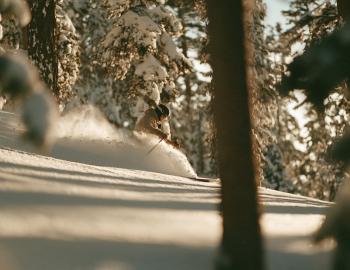 Skier spraying deep powder through snow-loaded pine trees in low winter sun