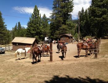 horses at the stables