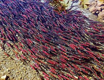 thousands of red salmon fish