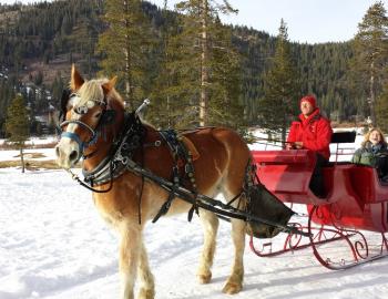 horse with carriage in the snow