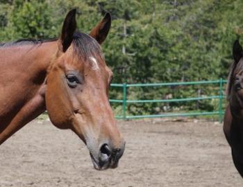 close up of horse