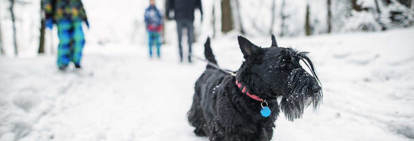 A dog walks on a leash in the snow with their family