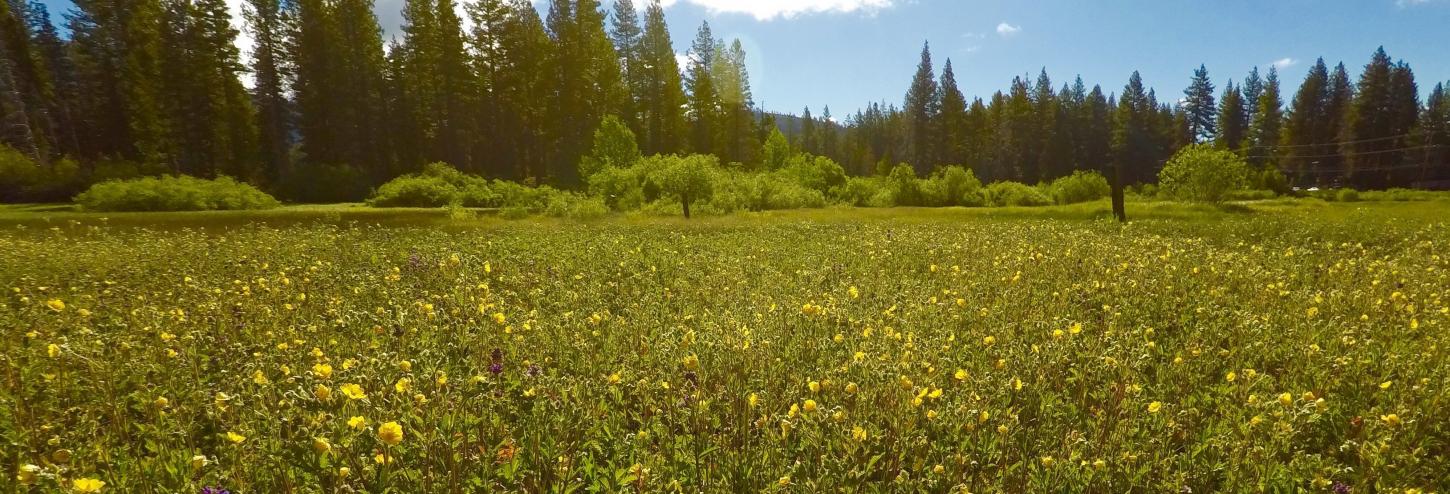 flowers blooming in the meadow