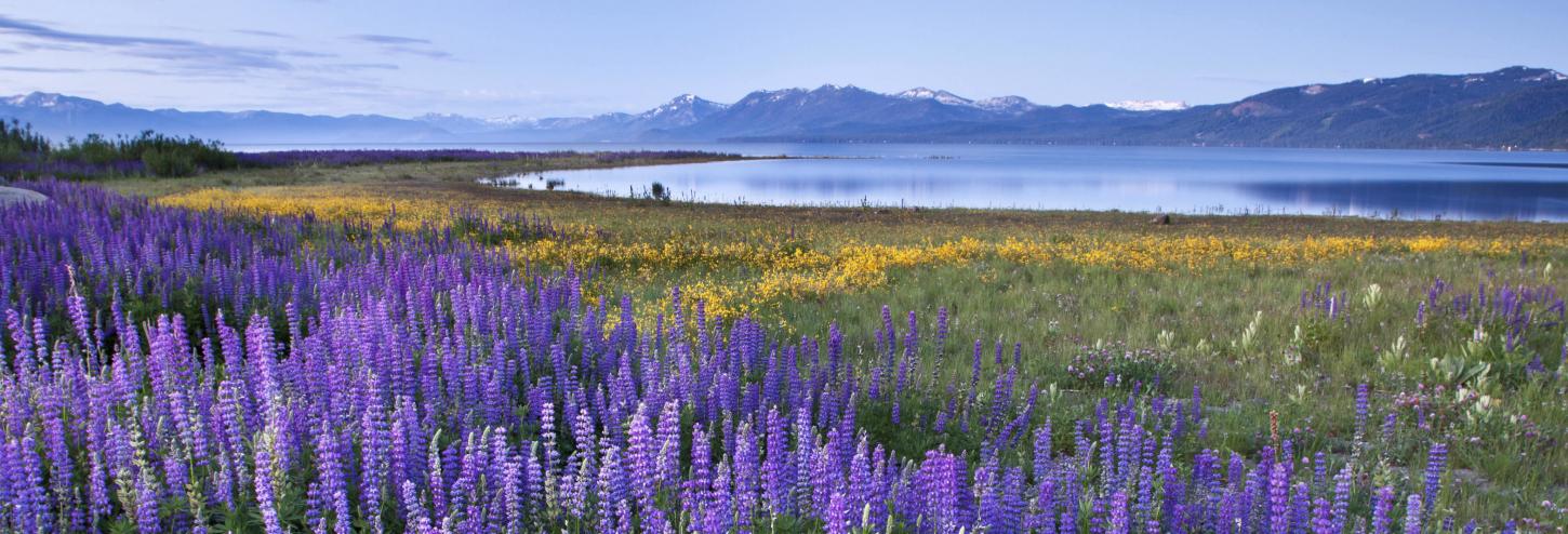 purple flowers in a meadow with a lake in the background 