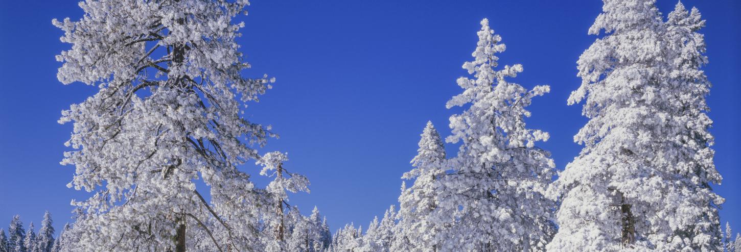 snow covered trees with blue skies