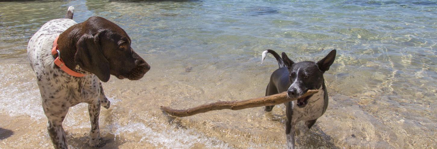 dogs playing at the edge of the water, dog with stick in his mouth at edge of water