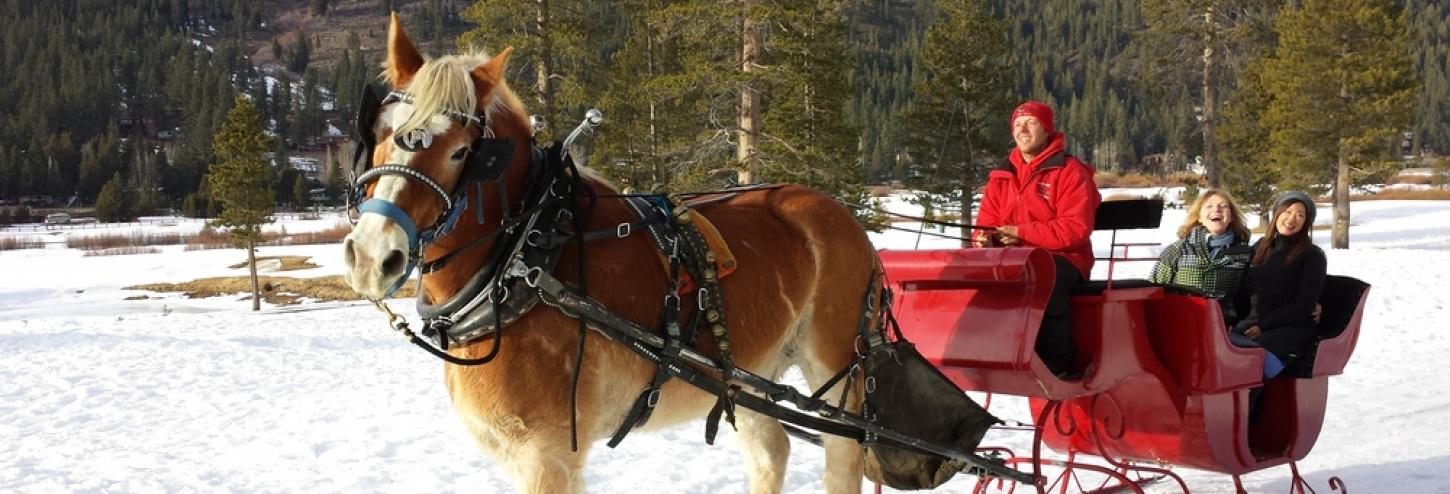 horse with carriage in the snow