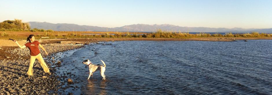 woman throwing stick for dog at shoreline 