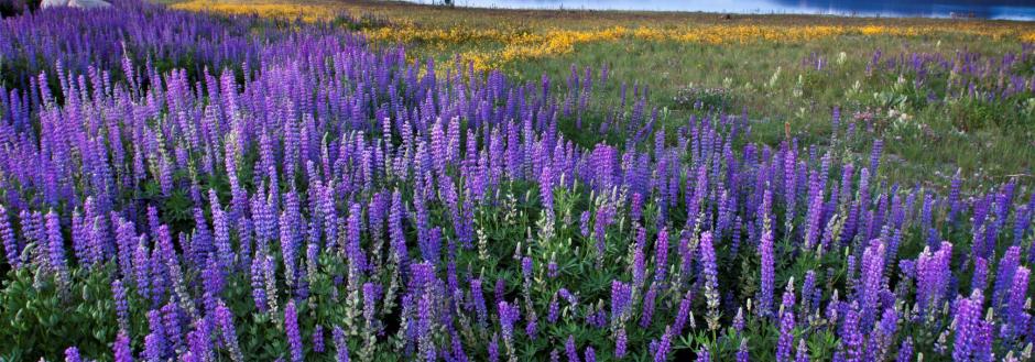 field of purple flowers