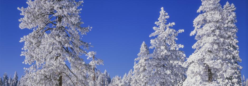 snow covered trees in a meadow