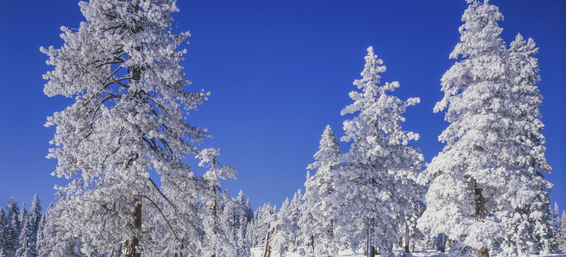 snow covered trees in a meadow