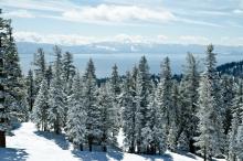 snow covered trees with lake in distant background