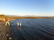 woman throwing stick for dog at shoreline 