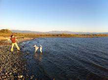 woman throwing stick for dog at shoreline 