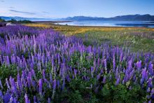 purple flowers in a meadow with a lake in the background 