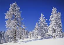 snow covered trees in a meadow