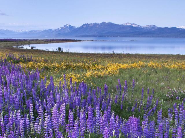 purple flowers in a meadow with a lake in the background 