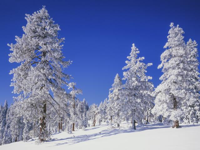 snow covered trees in a meadow