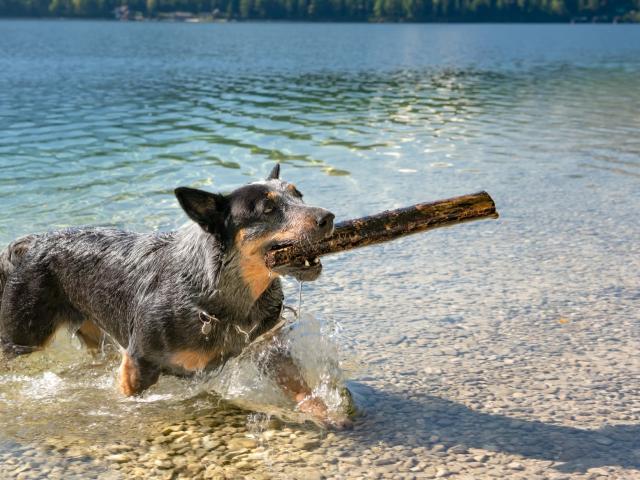dog on Lake Tahoe