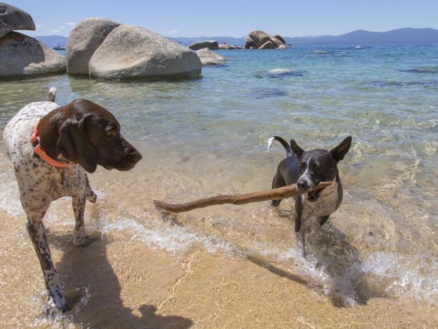 dogs playing at the edge of the water, dog with stick in his mouth at edge of water