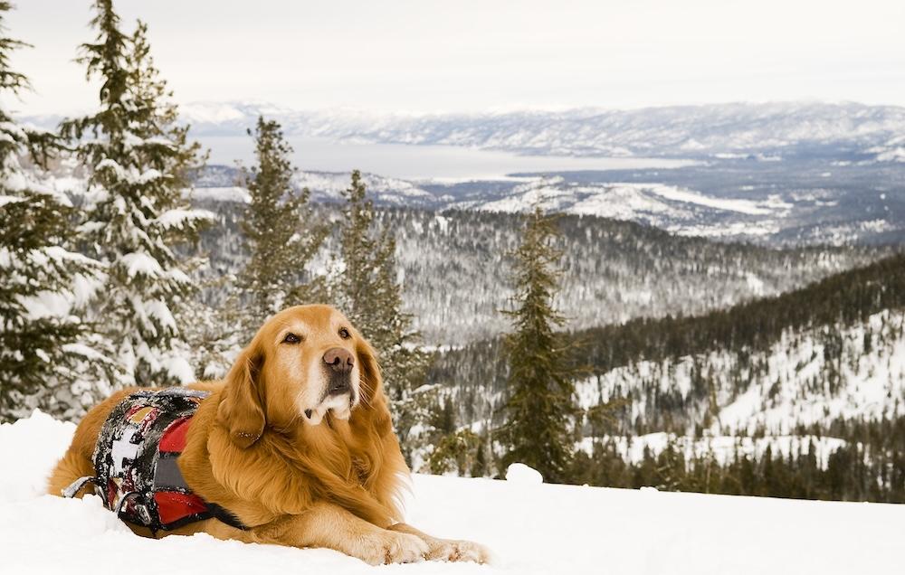 dog in the snow on a mountain near lake tahoe