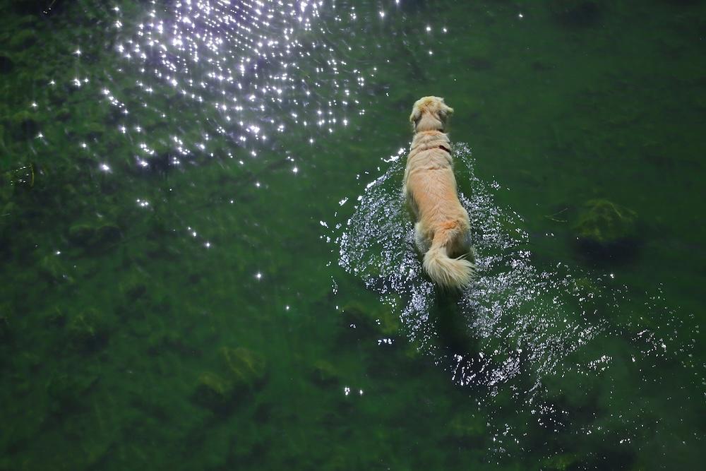 aerial view of a dog in Lake Tahoe's clear water