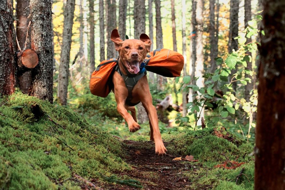 dog running along a wooded trail
