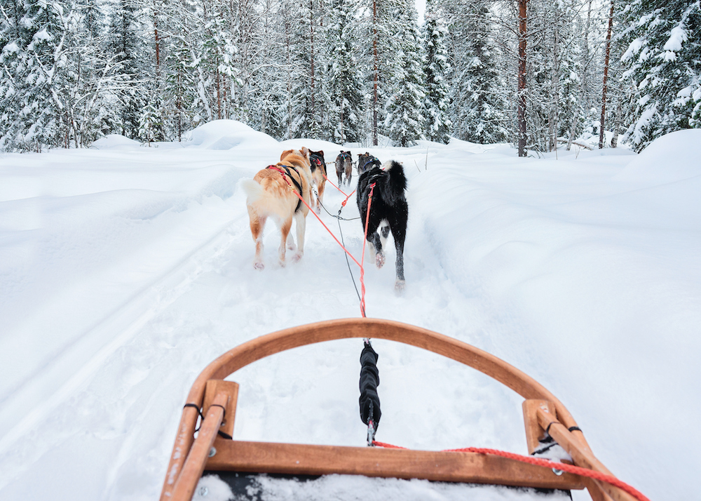 dog sledding