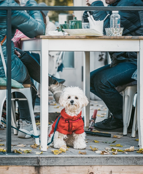 A dog sits on a restaurant deck while it's owners chat over a drink