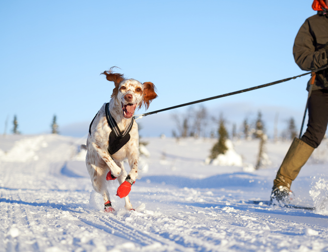 A dog with booties runs with their person on a snowy trail